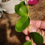 Lonicera caprifolium Blad