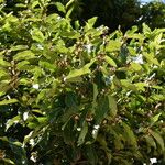 Diospyros tessellaria Hábito