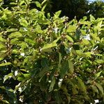 Diospyros tessellaria عادت داشتن