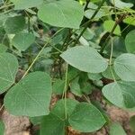 Erythrina americana Leaf