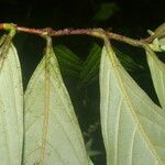 Bertiera bracteosa Leaf