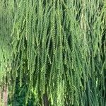Dacrydium cupressinum Leaf