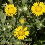 Grindelia hirsutula 其他