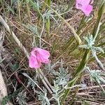 Convolvulus althaeoidesFlower