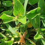 Ruellia prostrata Leaf