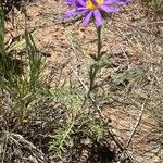 Machaeranthera tanacetifolia Folha