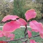 Pyrus ussuriensis Leaf