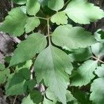 Cardiospermum grandiflorum Leaf