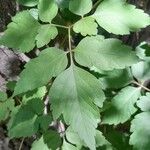 Cardiospermum grandiflorum Feuille