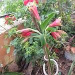 Alstroemeria psittacinaКветка