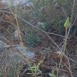 Sonchus tenerrimus Staniste