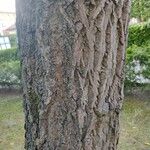 Juglans cinerea Bark