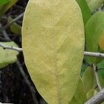 Capparis flexuosa Leaf