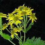 Senecio biligulatus Flower