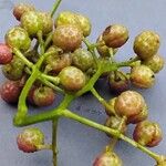 Zanthoxylum bungeanum 果実