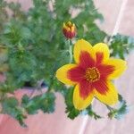 Bidens ferulifolia 花