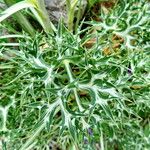 Eryngium bourgatii Blatt