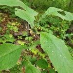 Triosteum perfoliatum Leaf