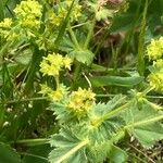 Alchemilla monticola Leaf