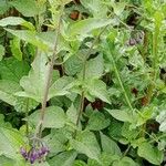 Solanum dulcamara Листок