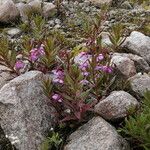 Epilobium conspersum Агульны выгляд