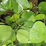 Pterocarpus santalinus Leaf