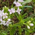 Stenaria nigricans Flower