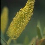 Salix laevigata Цвят