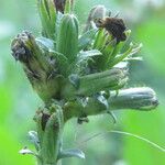 Cichorium intybus Плід