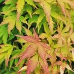 Acer japonicumBlatt