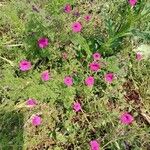 Petunia integrifolia Květ