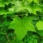 Rubus parviflorus 叶