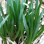 Camassia leichtlinii Hoja