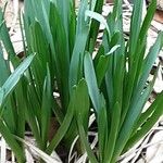 Camassia leichtlinii Leaf