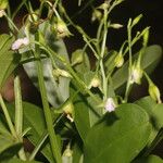 Talinum fruticosum Flower