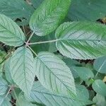 Rubus macrophyllus Blad