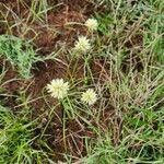 Cyperus niveus Λουλούδι