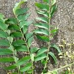 Clausena anisata Blatt