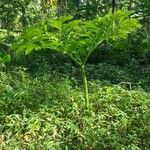 Amorphophallus paeoniifolius葉