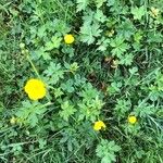 Ranunculus repensList