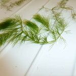 Ceratophyllum submersum 整株植物