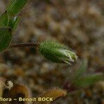 Cerastium diffusum Mbuma
