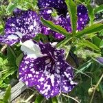 Petunia x atkinsiana പുഷ്പം