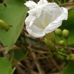 Argyreia nervosa Flower