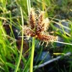 Carex subspathacea Цветок