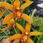 Cymbidium iridioides Flower