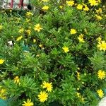 Euryops chrysanthemoidesBlodyn