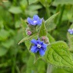 Pentaglottis sempervirens Fiore