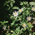 Aster ageratoides Floare