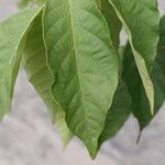 Markhamia tomentosa Blatt